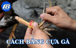 Cách băng cựa gà cho từng loại cựa phổ biến