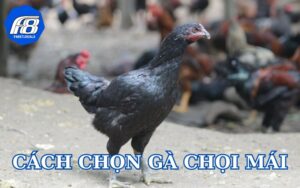 Cách chọn gà chọi mái từ chuyên gia