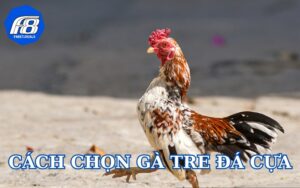 Cách chọn gà tre đá cựa qua các tiêu chí dễ thấy