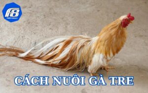 Cách nuôi gà tre tốt cho ra giống gà mạnh khỏe, hiếu chiến