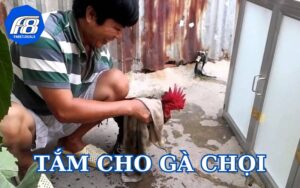 Tắm cho gà chọi theo 3 cách hiệu quả